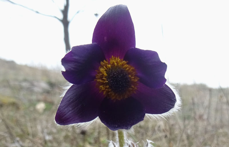 Pulsatilla montana - Ranunculaceae